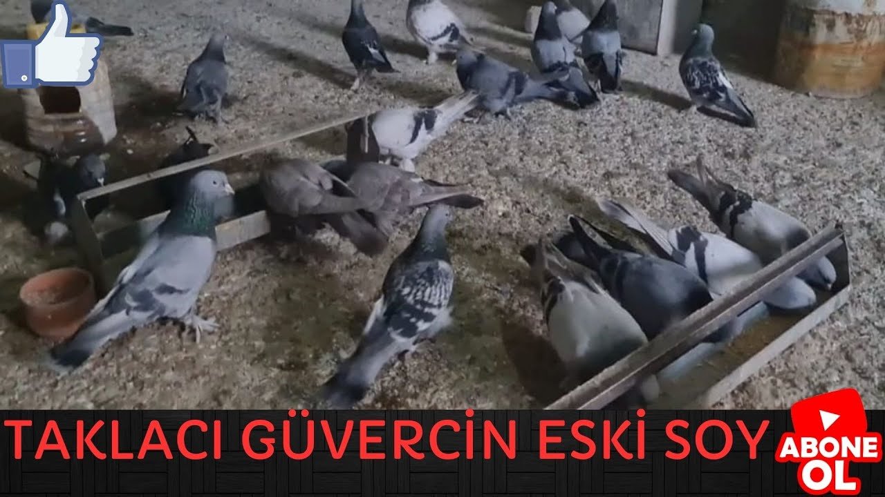 Mardin Taklacısı En Eski Soy Tarihi Güvercinler | Mehmet OLCAR